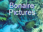 Bonaire Pictures - Charlie the Tarpon and the Three Snooks, Eels, ArrowHead Crabs, Decorator Crabs, Worms, Octopus, and Drum Fish in the Netherlands Antilles.