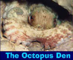 The Octopus Den