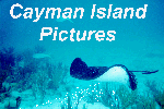 Cayman Pictures - Darth Vader the Stingray, Redfin Parrotfish, Spotfin Butterfly, Hawkbill Turtles and a Deep Submersible in the Cayman Islands.
